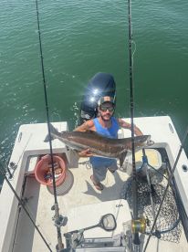 Giant cobia