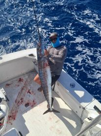 Giant wahoo