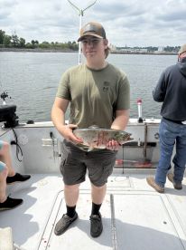 Brown trout 