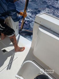 Blue Marlin: Full-Day Offshore Adventure