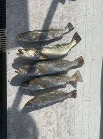 Port Isabel Report Photo 2