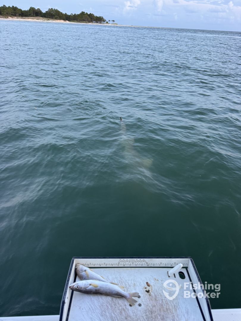 Apalachicola Report Photo 0