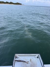 Big Shark Fishing