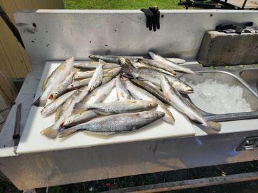 Jefferson Parish Report Photo 4