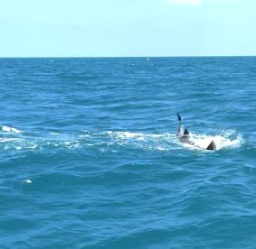BIG shark eats little shark! What a show!