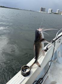AMAZING FISHING
