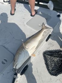 Great captain!  Great experience!