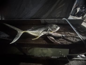 Night fishing