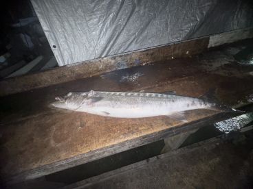 Night fishing