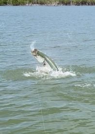 The captain selected spots where he knew where the fish were for us to catch and we caught many , including a 28\u201d