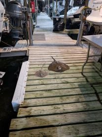 Stingrays!
