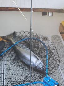 CAUGHT BIG FISH
