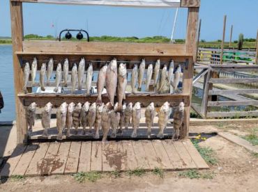 So many fish!!