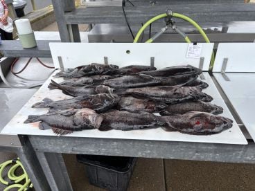 Found the fish when others couldn’t. 