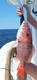 Day trip offshore fishing 