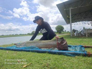 Fishing for arapaima with artificial lures