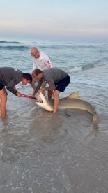 Landed 3 sharks 9 feet plus