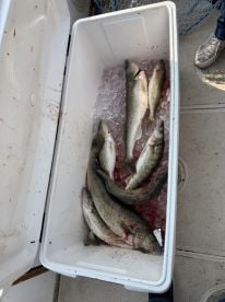 Caught some beautiful 28 inch walleye