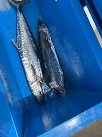 Bad weather, but still got 1 1\/2 Kingfish