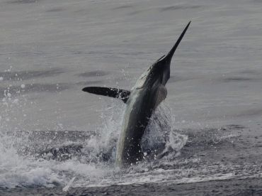 Mauna Loa \/ Bad Co Sportsfishing