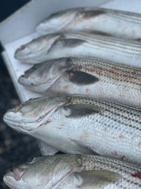Night time stripers