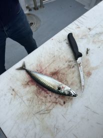 Fish Aran Bay