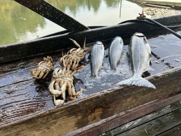 Awesome trip! I think we caught every fish in.the Bay! (haha). Seriously, Captain Joshua is knowledgeable, professional, and truly loves teaching his guests and ensuring their pursuit of happiness. Highly recommend his stewardship. 
