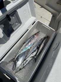 Great trip. Caught fish. Clean and large boat 
