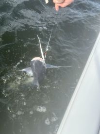 The Perfect Father’s Day Fishing Trip with Captain Nolan!