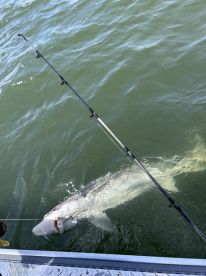 Sturgeon fishing with Mike 