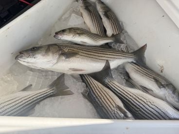 Striper Fishing Success