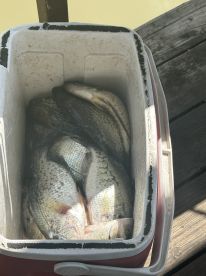Good crappie action