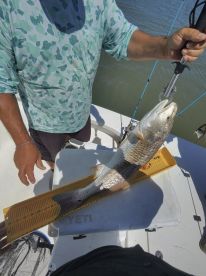 Reeling & Jamming