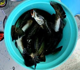 Got us our limit