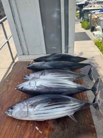 Went Catching