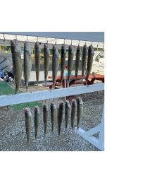 AM Walleye Fishing