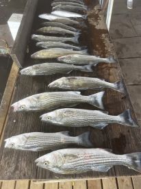 Fishing trip with captain Tim
