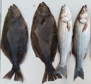 Nice trip, good catch