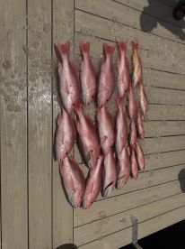 Holy Snapper!