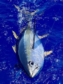 1:3 White Marlin & 0:1 Blue Marlin