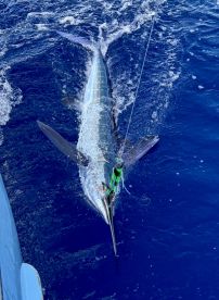 1:3 White Marlin & 0:1 Blue Marlin