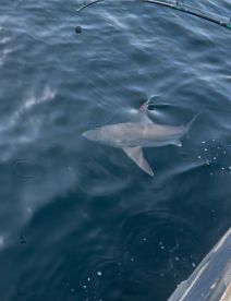 Shark