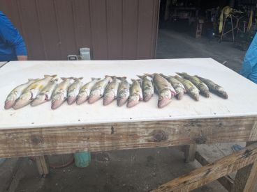 Limited Out!