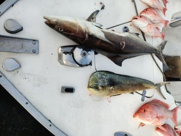 Got us on the fish