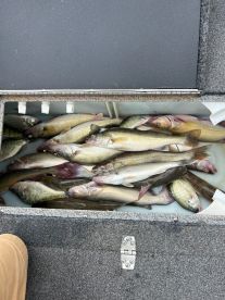 Caught Walleye in late June!