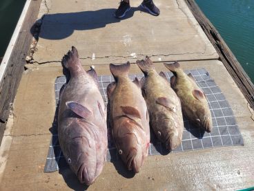 WE CAUGHT FISH  and had a blast