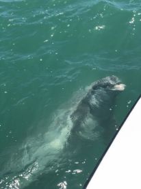 Dolphin Trip 
