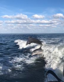 Dolphin Trip 