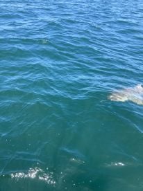 Shark