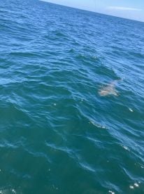Shark